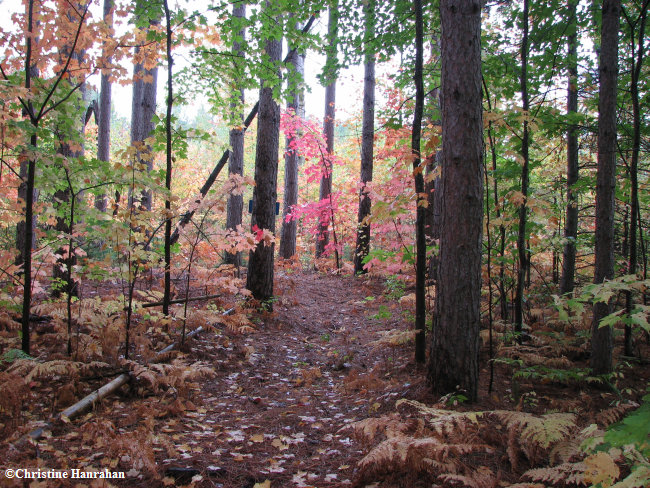 Autumn in Larose