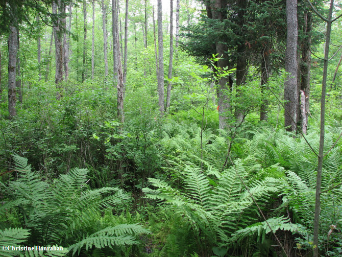 Lush understorey of ferns