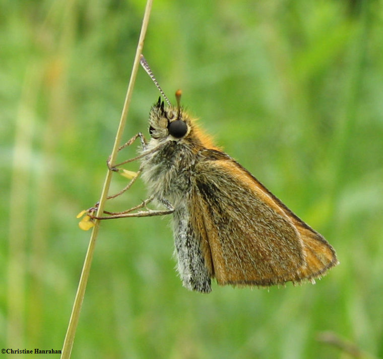 European skipper (Thymelicus lineola), with pollen packets on feet
