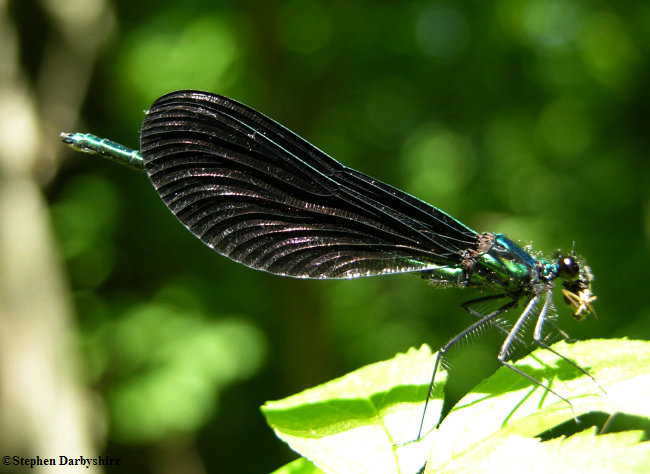 Ebony jewelwing (Calopteryx maculata), male