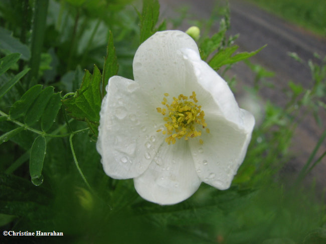 Canada anemone (Anemone canadensis)