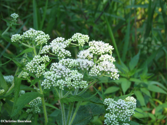 Boneset (Eupatorium perfoliatum)