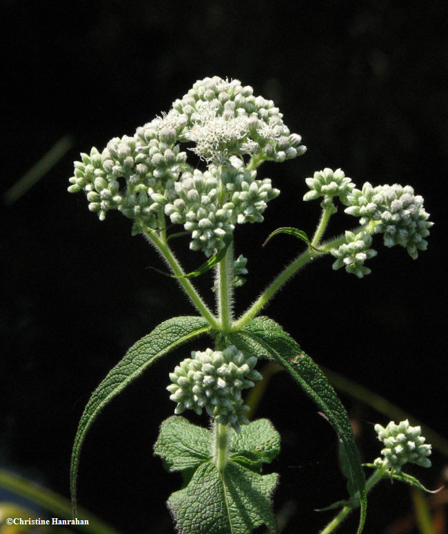 Boneset (Eupatorium perfoliatum)