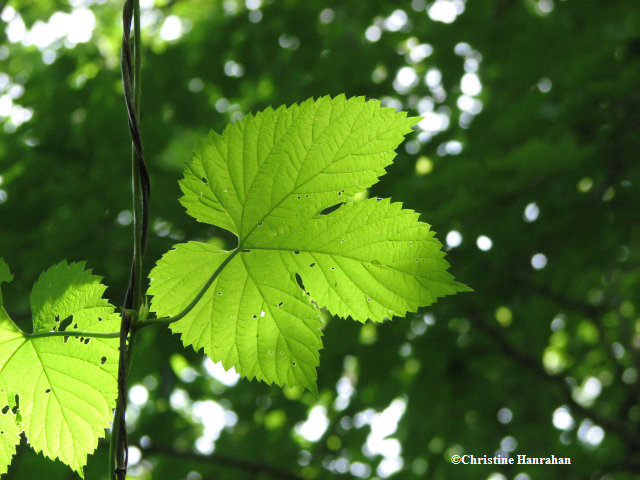 Hops (Humulus lupulus) leaves