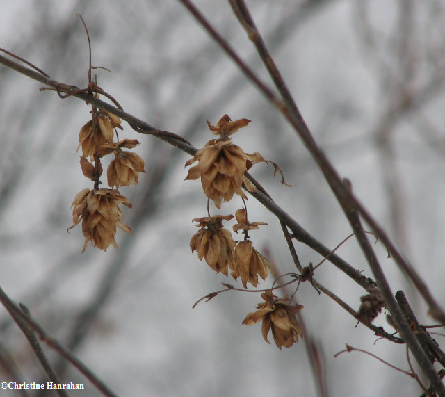 Hops (Humulus lupulus) seedpods