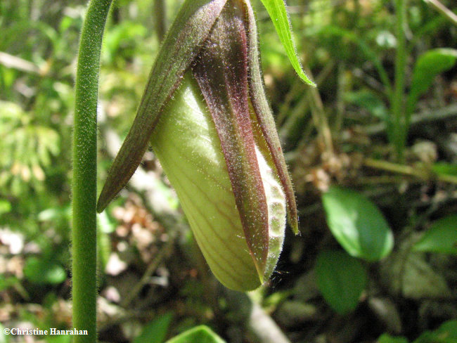 Pink lady slipper (Cypripedium acaule)