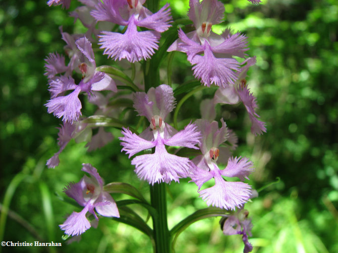Andrew's Orchid (Platanthera x andrewsii)