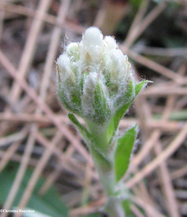 Pussytoes (Antennaria neglecta)