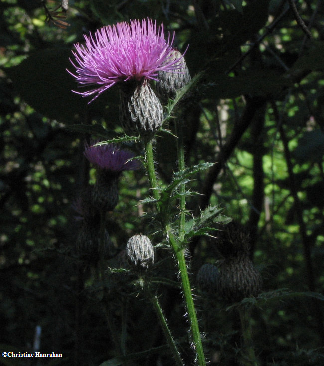 Swamp thistle(Cirsium muticum)