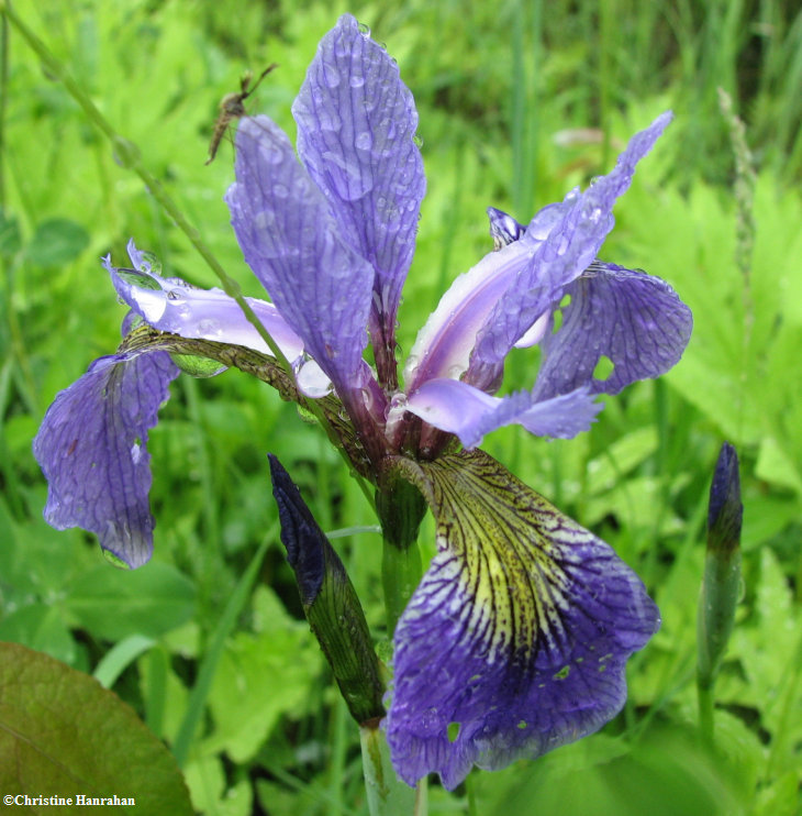 Blue flag iris (Iris versicolor)