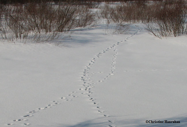 White-tailed deer (Odocoileus virginianus) tracks in snow