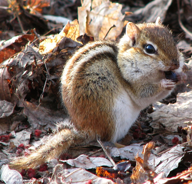 Chipmunk