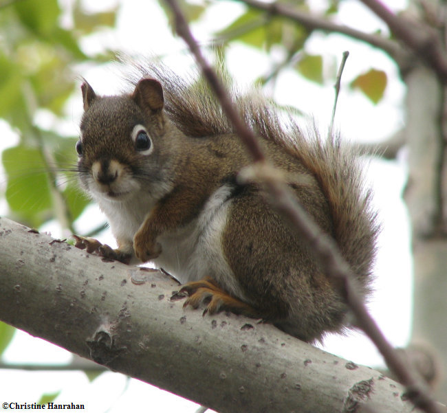 Red squirrel