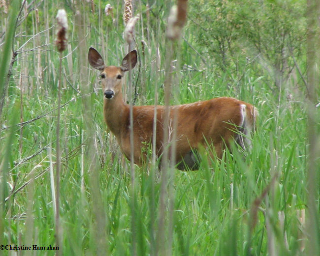 White-tailed deer