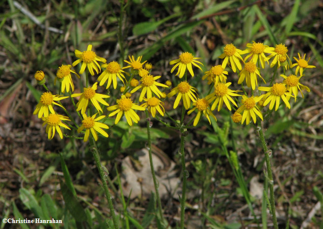 Balsam ragwort (Senecio pauperculus)