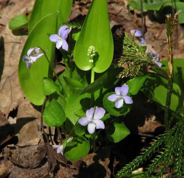 Dog violet (Viola conspersa)