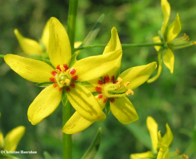 Yellow loosestrife (Lysimachia terrestris)