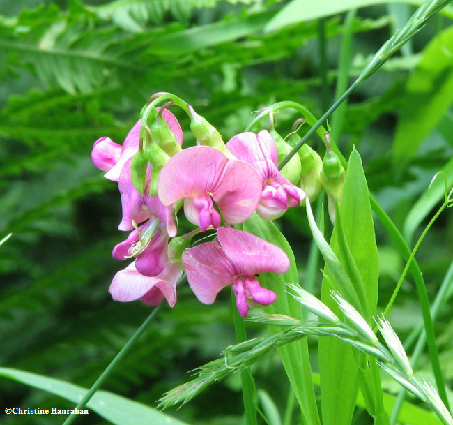 Sweetpea (<em>Lathyrus sylvestris</em>)