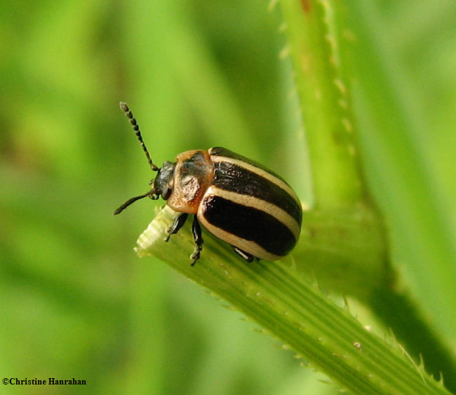 Calligraphic beetle (Calligrapha californica)