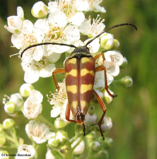 Flower longhorn beetle (Typocercus velutinus)