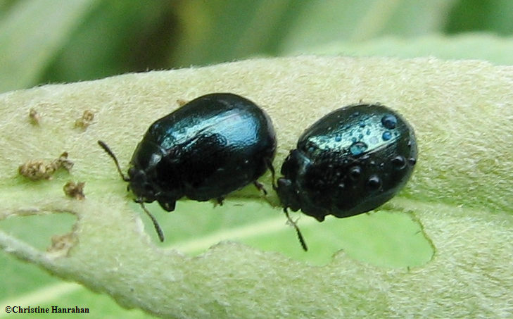 Willow leaf beetles (Plagiodera versicolora)