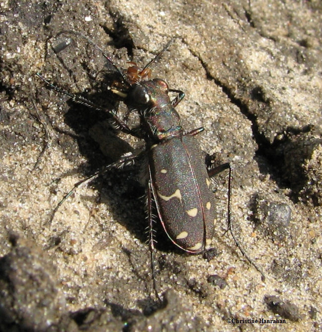 Twelve-spotted tiger beetle (Cicindela duodecimguttata)