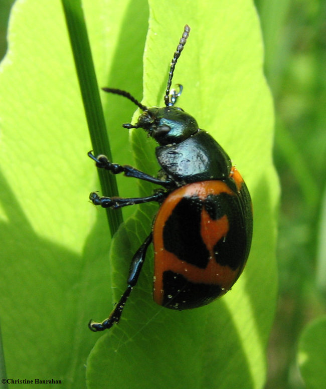 Milkweed leaf beetle (Labidomera clivicollis)