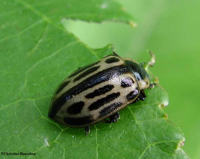 Cottonwood leaf beetle (Chrysomela scripta)