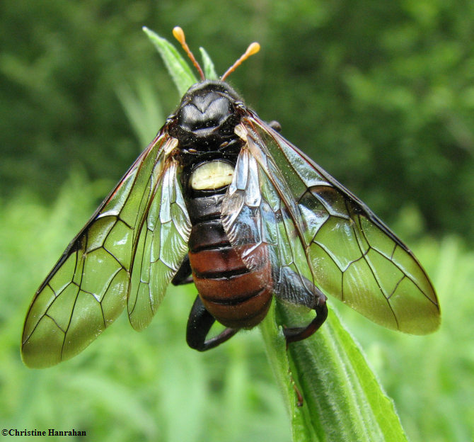 Elm sawfly, male  (Cimbex americanus)