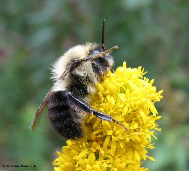 Bumblebee (Bombus sp.)