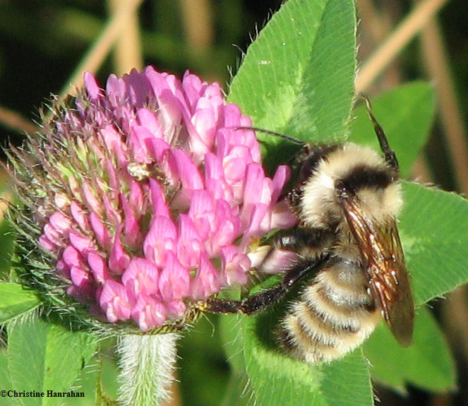 Bumblebee (Bombus sp.)