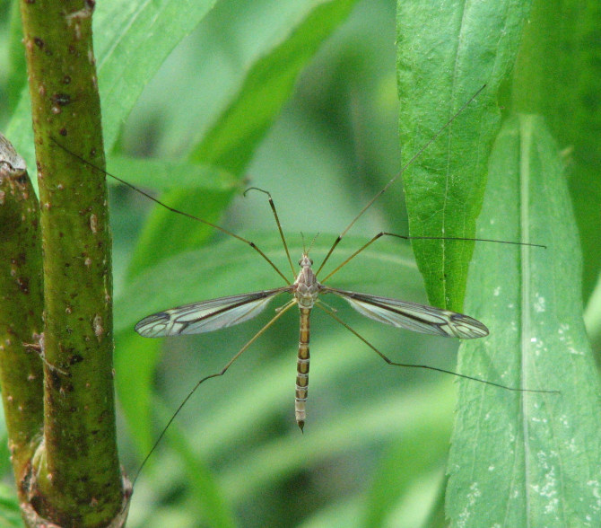 Cranefly (Tipulid sp.)
