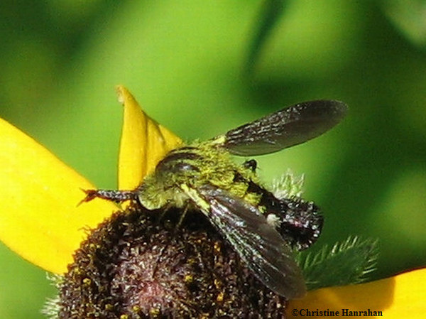 Bee fly (Lepidophora lutea sp. )