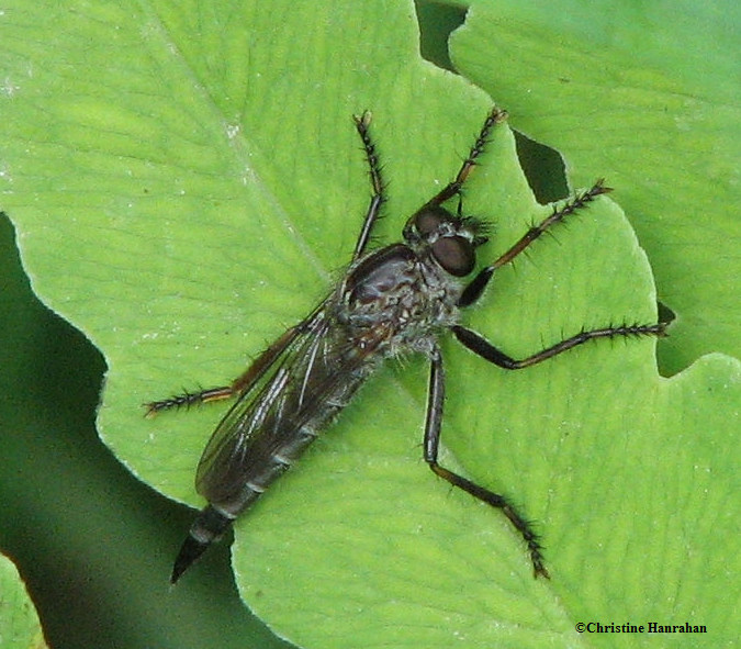 Robber fly (Asilidae)