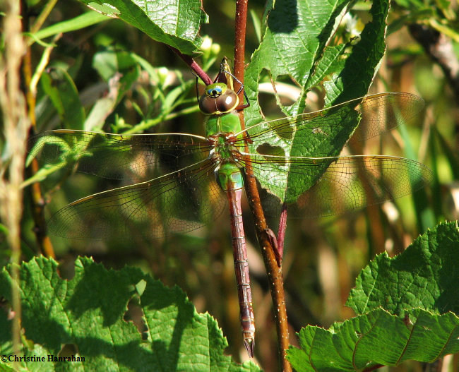 Common green darner (Anax Junius), female