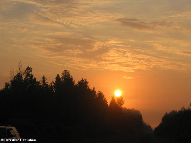 Summer sunrise over the forest