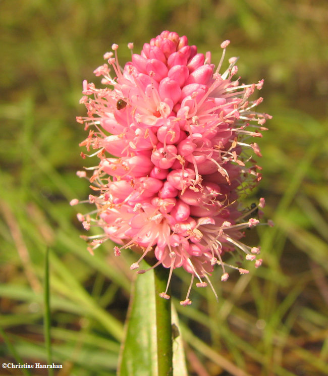 Lady's thumb (Polygonum amphibium)