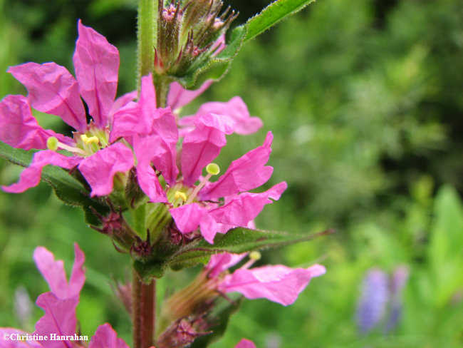 Purple loosestrife (Lysimachia  salicaria)