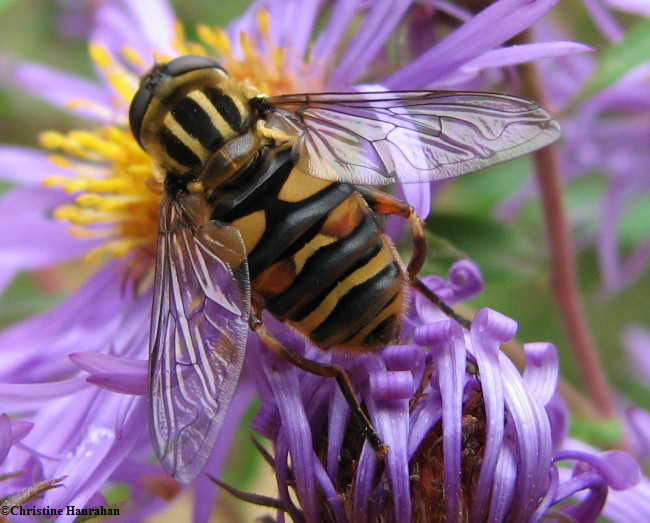 Hover fly (Helophilus obscurus)