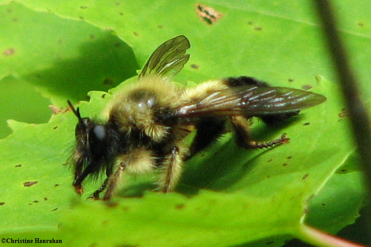 Robber fly(<em>Laphria sacrator</em>), a bumblebee mimic