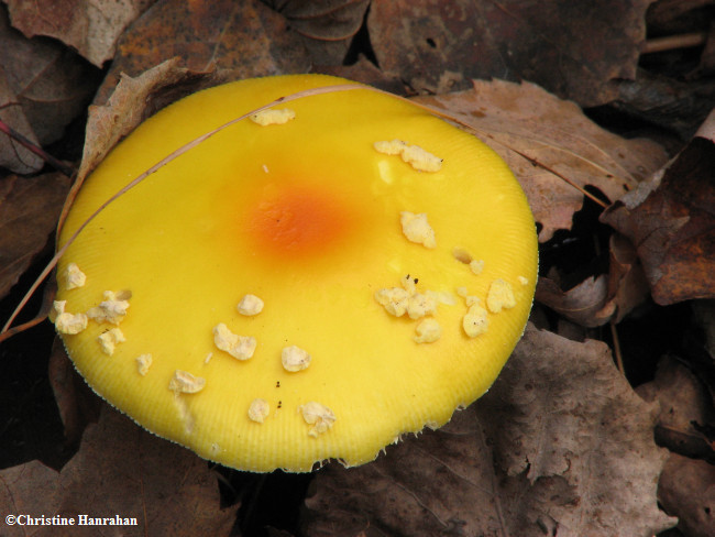 Amanita sp.