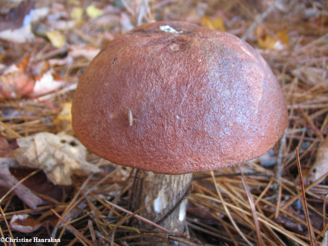 Boletus sp.