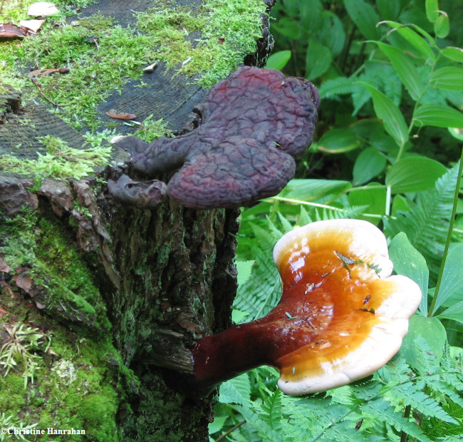 Ganoderma tsugae