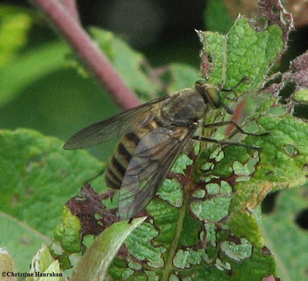 Tabanid fly (Stonemyia tranquilla)