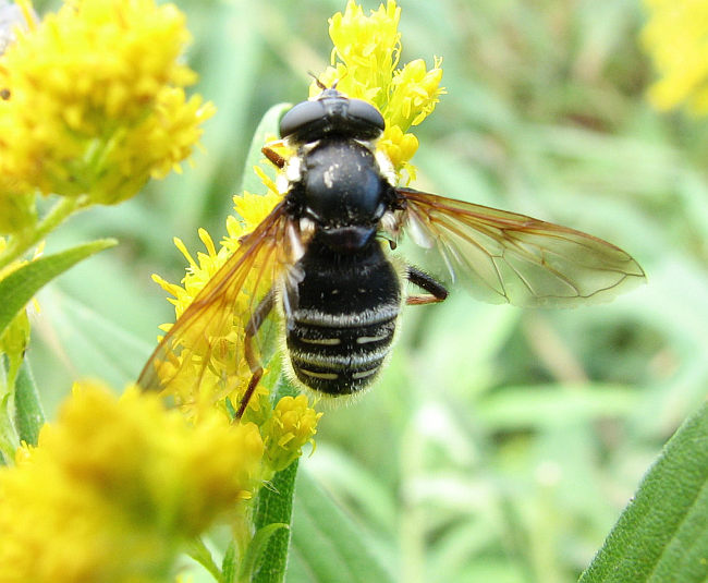 Hover fly (Sericomyia militaris) a wasp mimic