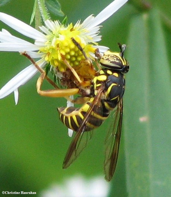 Hover fly (Spilomyia longicornis), a mimic of yellowjackets
