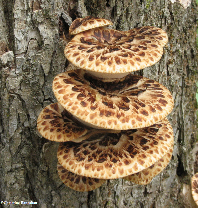 Polyporus squamosus,  Dryad's saddle