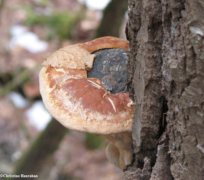 Fomitopsis pinicola, Red-banded polypore