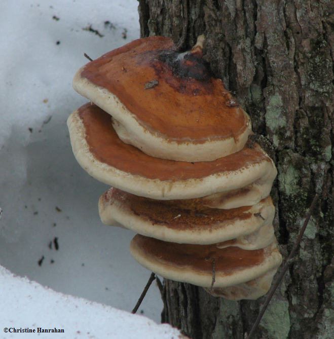 Red-banded polypore <em>Fomitopsis pinicola</em>