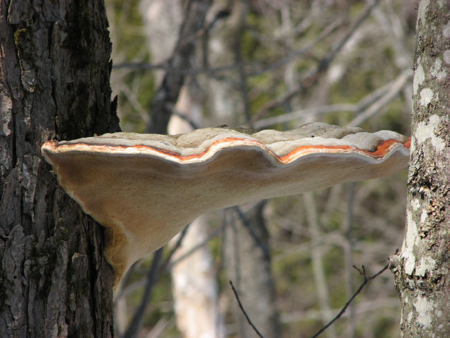 Fomitopsis pinicola,  Red-banded polypore